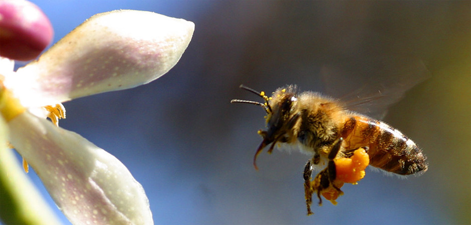 Bee